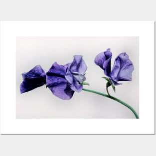 Sweet Pea Flower Posters and Art